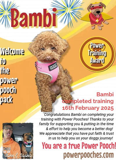 Bambi certificate