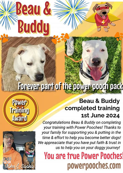 Beau & Buddy certificate