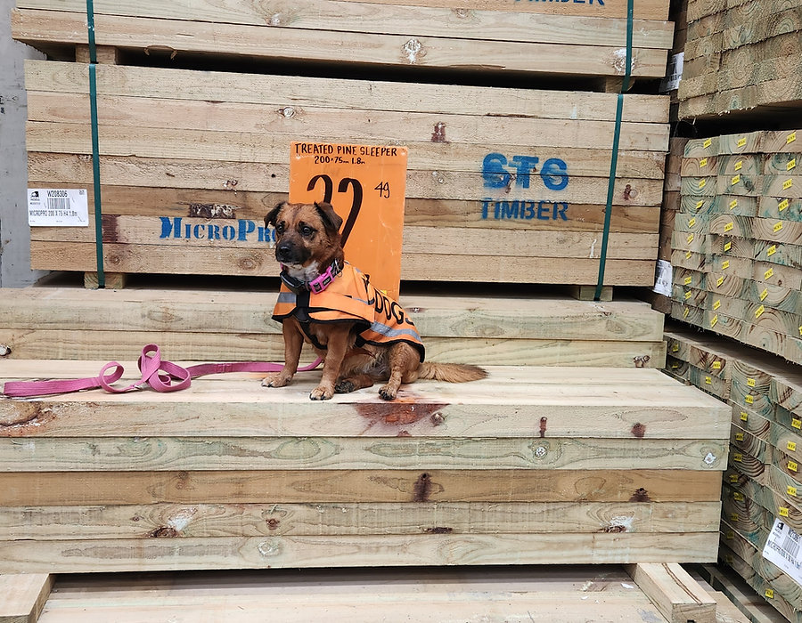 Power Pooches training session
