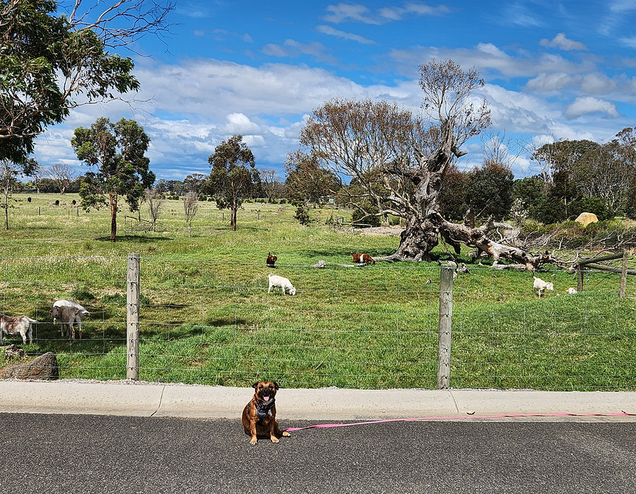 Happy dog during behaviour support