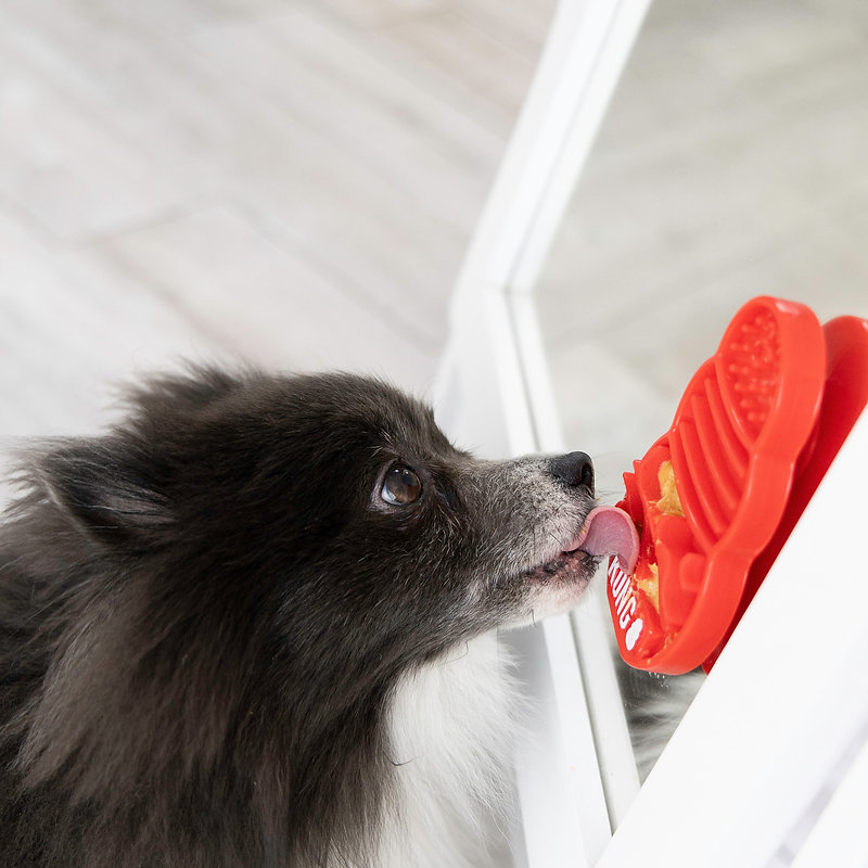 Dog learning with force-free methods